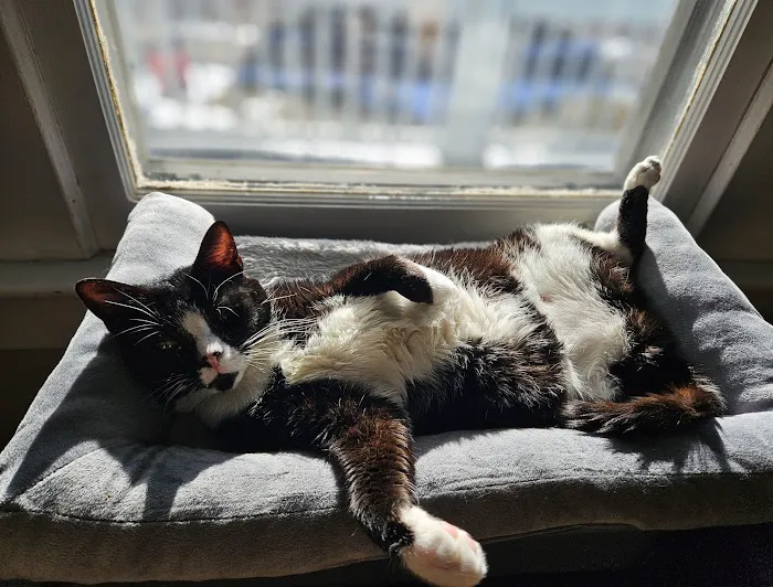 Carbondale Veterinary Hospital Picture 7