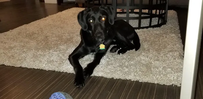 Carbondale Veterinary Hospital Picture 9