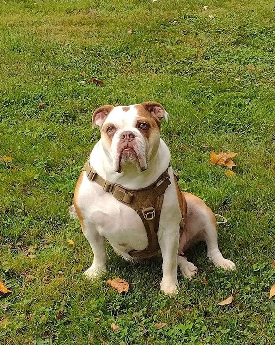 Carbondale Veterinary Hospital Picture 10