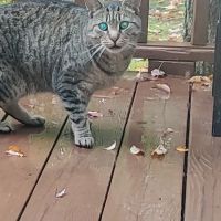 Countryside Animal Hospital ico