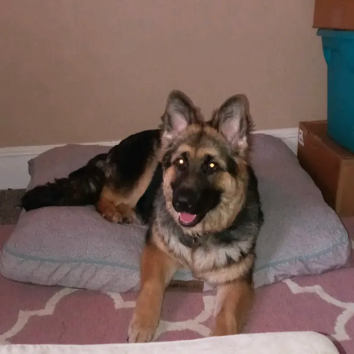 Countryside Animal Hospital Picture 4