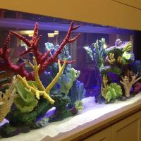 CGI Aquatic Care ico