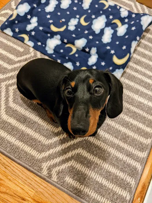 FloriDachs Miniature Dachshunds Picture 3