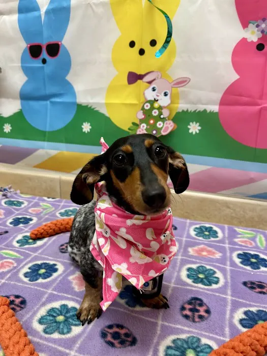 FloriDachs Miniature Dachshunds Picture 2