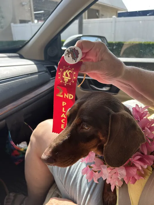 FloriDachs Miniature Dachshunds Picture 1