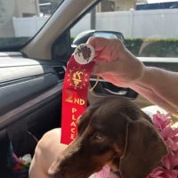 FloriDachs Miniature Dachshunds ico