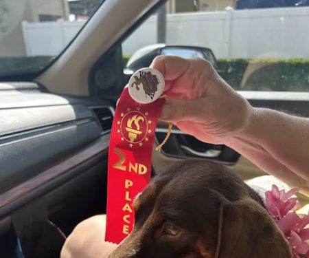 FloriDachs Miniature Dachshunds