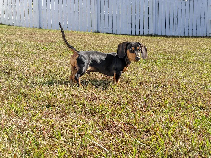 FloriDachs Miniature Dachshunds Picture 6