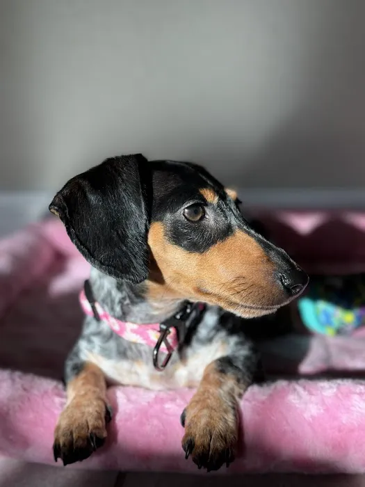 FloriDachs Miniature Dachshunds Picture 4