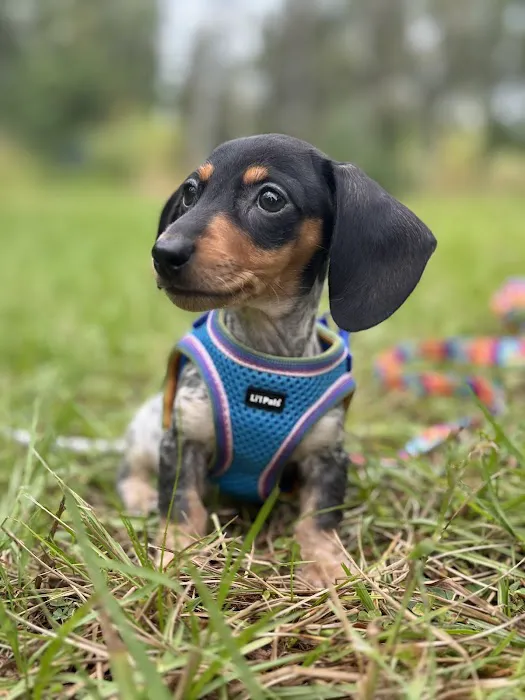 FloriDachs Miniature Dachshunds Picture 5