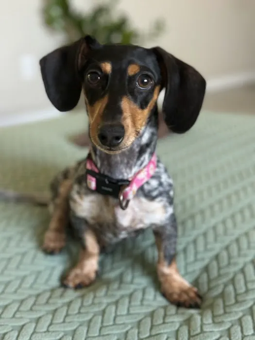 FloriDachs Miniature Dachshunds Picture 7