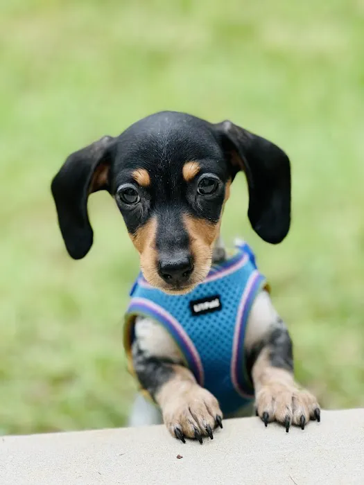 FloriDachs Miniature Dachshunds Picture 8