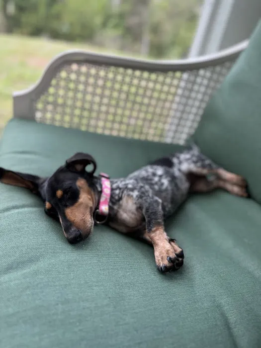 FloriDachs Miniature Dachshunds Picture 10