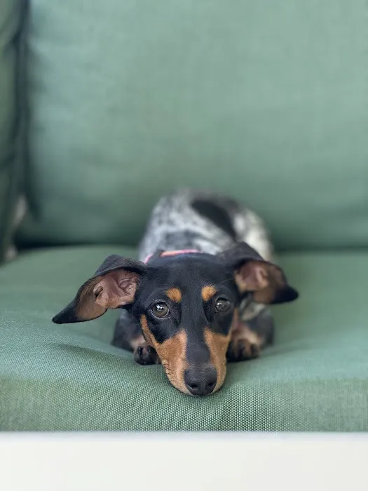 FloriDachs Miniature Dachshunds Picture 9