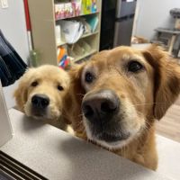 Fallbrook Veterinary Clinic ico