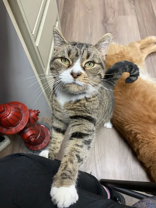 Fallbrook Veterinary Clinic Picture 5