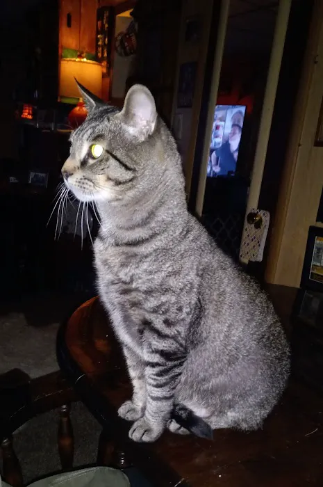 Fallbrook Veterinary Clinic Picture 7