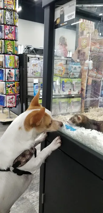 Pet Supermarket Picture 4