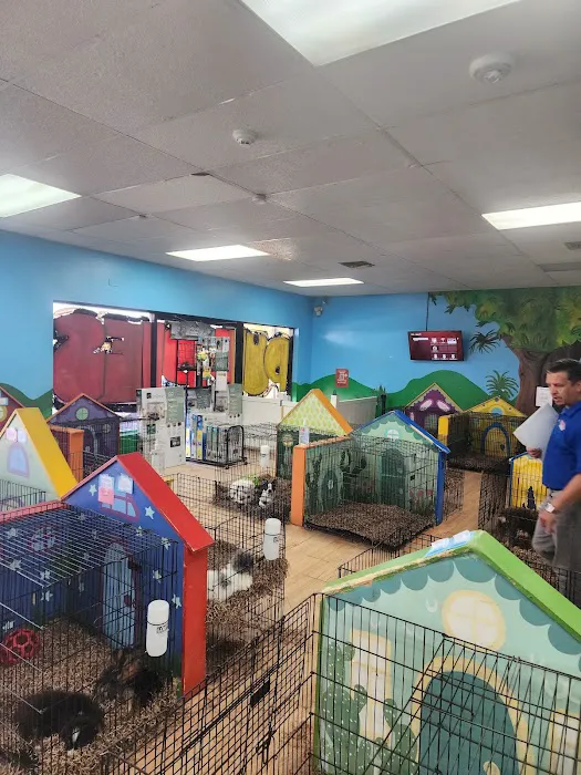 Puppies St Pete Picture 3