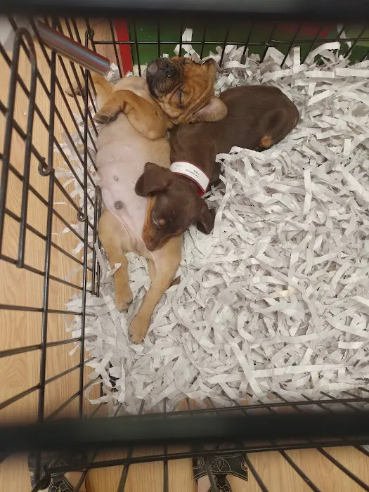 Puppies St Pete Picture 2