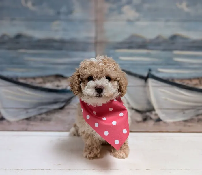 Puppies St Pete Picture 6