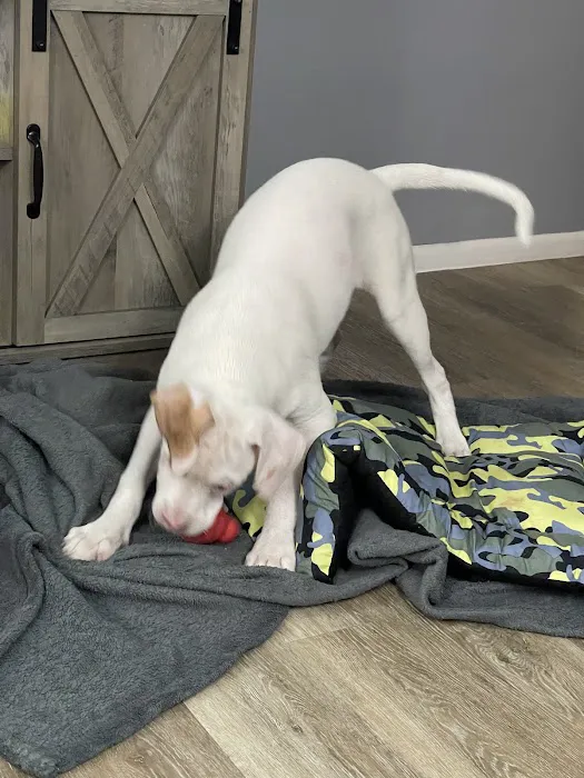 Puppies St Pete Picture 5