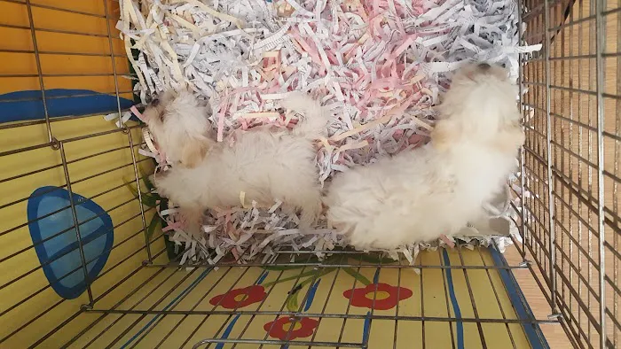 Puppies St Pete Picture 4