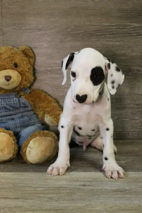 Puppies St Pete Picture 9