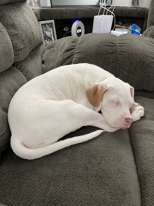 Puppies St Pete Picture 7