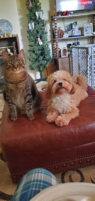 Puppies St Pete Picture 10