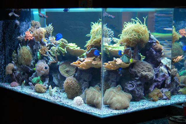 Aquarium Quest Picture 10