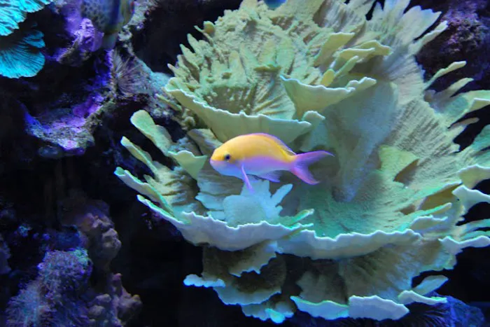 Aquarium Quest Picture 9