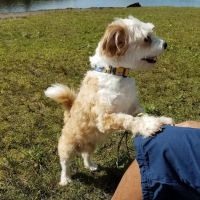 Jeffersonville Animal Hospital ico