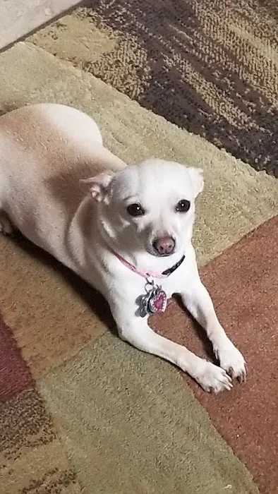 Youngsville Veterinary Clinic Picture 3