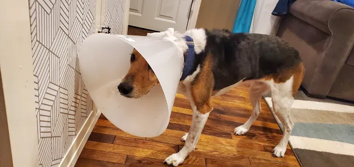 Youngsville Veterinary Clinic Picture 6