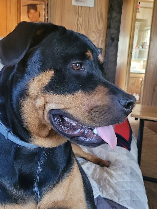 Youngsville Veterinary Clinic Picture 10