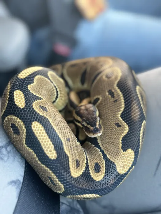 Indigo Reptile Co. Picture 1