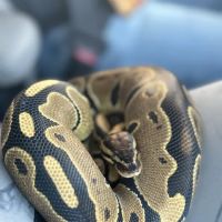 Indigo Reptile Co. ico