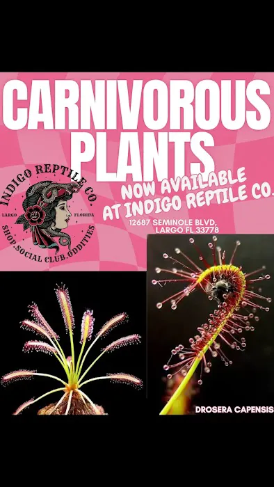 Indigo Reptile Co. Picture 5