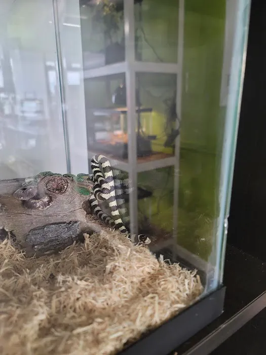 Indigo Reptile Co. Picture 8