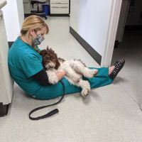 Bridge Veterinary Hospital ico