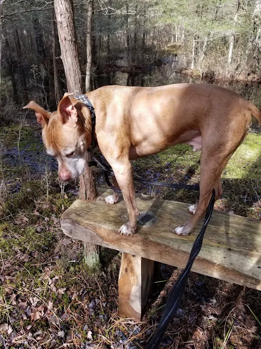 Bridge Veterinary Hospital Picture 5