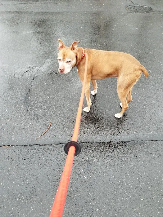 Bridge Veterinary Hospital Picture 4