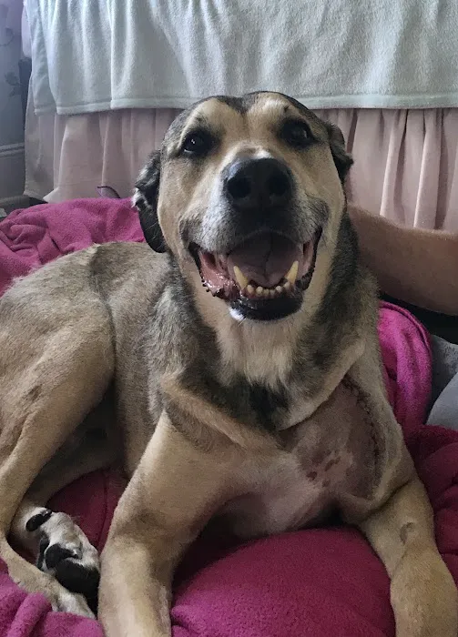 Bridge Veterinary Hospital Picture 8