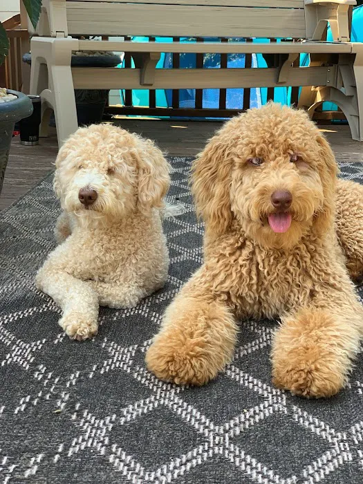 Bridge Veterinary Hospital Picture 7