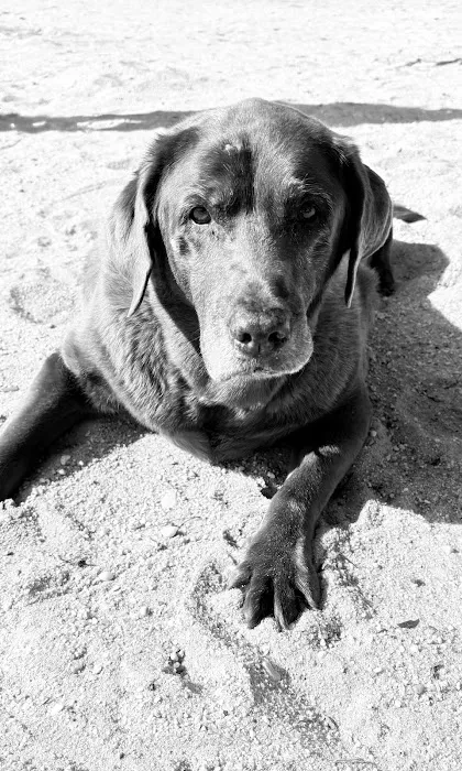 Bridge Veterinary Hospital Picture 10