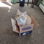 Cedars Veterinary Hospital