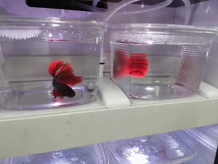 Pet Supermarket Picture 7