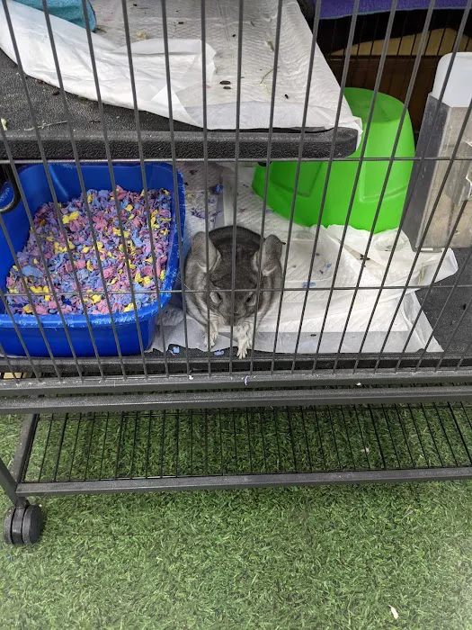 Pet Supermarket Picture 4