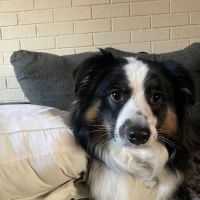 Point Pleasant Veterinary Hospital ico